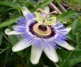 Passion Flower Seeds 5+ Passiflora By Hinterland Trading