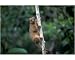 Photographic Print of Kinkajou - in tree from Ardea