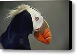 A tufted puffin finds Canvas Print / Canvas Art - Artist BATES LITTLEHALES