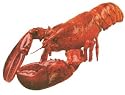 Live Lobster, 1.1 lbs. Each
