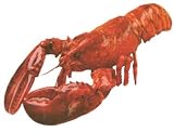 Live Lobster, 1.1 lbs. Each