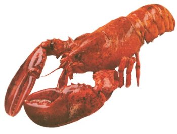 Live Lobster, 1.1 lbs. Each by Charleston Seafood