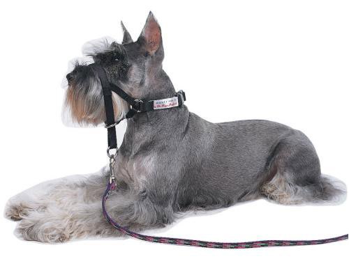 Halti Training Headcollar - Size 3