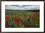 Beautiful red poppies line a roadside field near Moscow, Idaho Framed Art Poster Print by Michael Melford, 29x21