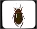 Mouse Pad with male, dykare, aquatic, beetle, insect, diving, invertebrate, animal, predaceous, arthropod, predator