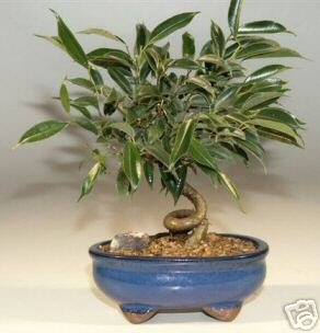 M&M BONSAI FICUS BONSAI TREE (SMALL)