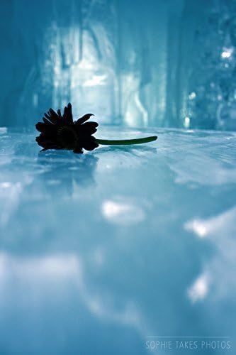 Art Photography - 'Flower On Ice' - Fine Art Nature Photography Print by Sophie Takes Photos