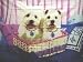 West Highland White Terrier - Westie Dogs Fleece Blanket Throw BK0334