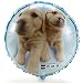 THE DOG Mylar Balloon