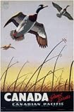 Canada For Game Birds by Unknown. Size 23.83 inches width by 37.00 inches height. High Quality Art Poster Print