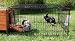 LARGE RABBIT RUN CAGE, FOX PROOF FOR HUTCH GUINEA PIG