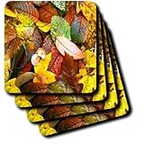 Leaves - Fall Leaves - Coasters