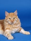 Ginger Norwegian Forest Cat Photographic Poster Print by Wegner, 12x16