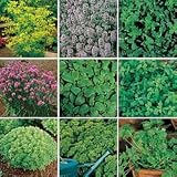 Herb Seeds - Park's Culinary Herb Garden