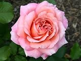 Edelrose Albrecht Duerer   - (3-Liter Topf)