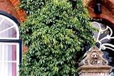 Parthenocissus quinq. Engelmannii Mauerwein 60-100 cm
