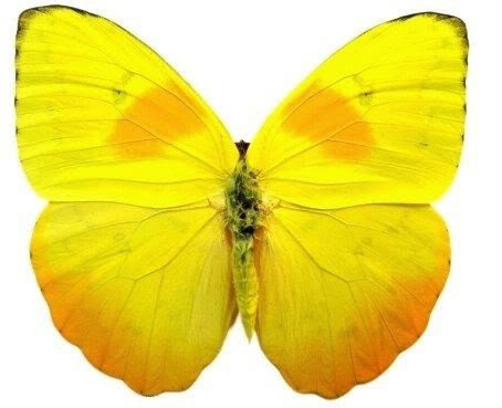 Framed Orange-Barred Sulphur Butterfly Riker Mount (6