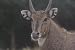 Nilgai Taxidermy Photo Reference CD