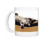 cat-tabby shorthair Photo Mugs