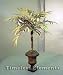 Florentine Bamboo Palm Topiary, Artificial Plant , 2pcs Image