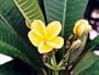 Potted Plumeria Plant - Select Yellows - 15-18" plant