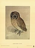 Little Owl Art Poster Print by Albrecht Dürer, 8x11