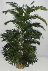 NEW! 5' Tropical Areca Palm Tree
