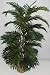 NEW! 5' Tropical Areca Palm Tree