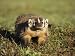 Badger (Taxidea Taxus), in Captivity, Minnesota Wildlife Connection, Minnesota, USA A...