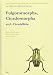 The Auchenorrhyncha of Central Europe/Die Zikaden Mitteleuropas: Fulgoromorpha, Cicadomorpha Excl. Cicadellidae (Auchenorrhyncha of Central Europe. Die ... Europe. Die Zikaden Mitteleuropas, 1)