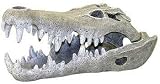 Resin Ornament - Nile Crocodile Skull Large