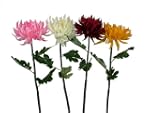 LED Solarleuchte Blume Chrysantheme rot