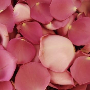 250 Wedding FRESH Rose Petals Deep Lavender