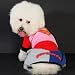 Search : New - Pet's Pink Colored Superman Outfit Costume for Cute Dog's Clothing by CET Domain