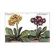 Auriculae Floral & Botanical Art Poster Print by Crispijn de Passe, 14x10