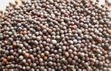 Organic Broccoli Sprouting Seeds - 16 Oz (1 Lbs)- Organic- Edible Seed, Gardening, Hydroponics, Growing Salad Sprout & Food Storage- Brocolli Sprouts Contain Sulforaphane