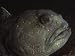 Close Detail of the Head of an Atlantic Wolffish, Anarhichas Lupus Photographic Poste...