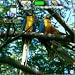 ZLauncher Backgrounds Birds Pack Volume 1 downloadable Software