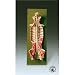 Spinal Cord In Spinal Canal Model
