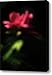 Night Vision Canvas Print / Canvas Art - Artist Rebecca Sherman