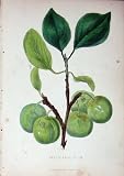 1885 Gardening Green Gage Plum Fruit Nature Colour