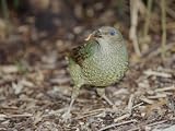 Satin Bowerbird with Mealworm Stretched Canvas Poster Print, 24x32