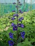 Eigenschaften Dachstauden  / Delphinium `Opal - Halbhoher Rittersporn