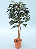 光触媒 観葉植物 コーヒー 140cm