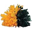 WinCraft Women's 4" Show Pom