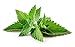 Peppermint Essential Oil (100% Pure Mentha Piperita). Common Uses: Colds, Congestion, Fever Reducer, Headache Relief, Joint Therapy, Mouthwash. (30mL/1oz)