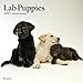 2015 Lab Retriever Puppies Wall Calendar BrownTrout