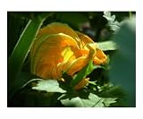 Squash Blossom