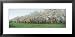 Cherry Trees in an Orchard, Mission Peninsula, Traverse City, Michigan, USA Framed Art Poster Print by Panoramic Images, 31x15