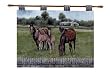 Bourbon County Splendor Horses Wall Hanging Tapestry 26" x 36"
